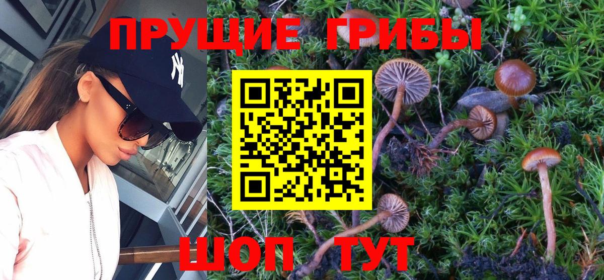 Псилоцибиновые грибы Cubensis Новотроицк